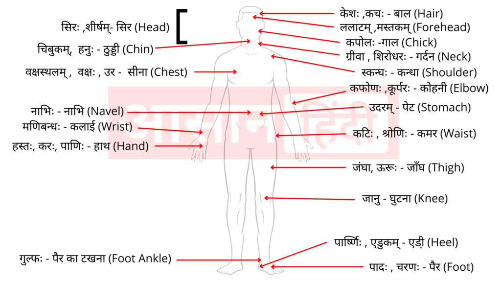 शरीर के अंगो का नाम संस्कृत में | Body Parts Name in Sanskrit, Hindi